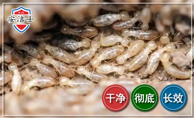 拱墅区白蚁防治