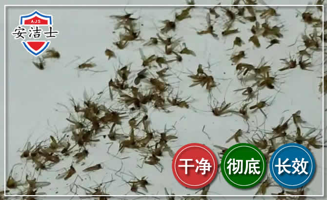 拱墅区苍蝇防治-灭蝇