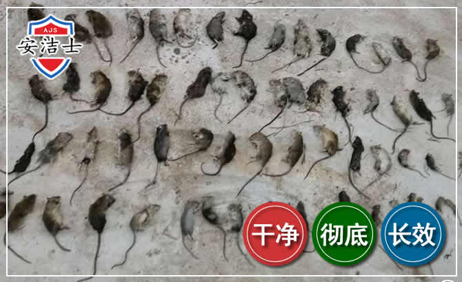 拱墅区鼠害防治-灭鼠