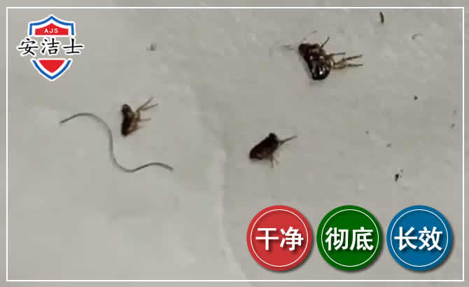 拱墅区跳蚤防治-灭跳蚤