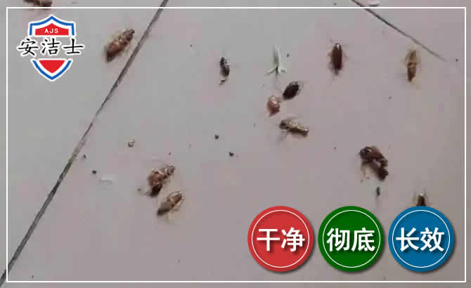 拱墅区蟑螂防治-灭蟑螂