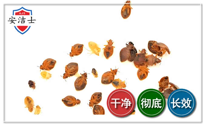 拱墅区臭虫防治-消灭臭虫